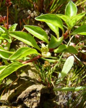 Fotografia 10 da espécie Ludwigia palustris no Jardim Botânico UTAD