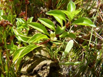 Fotografia da espécie Ludwigia palustris