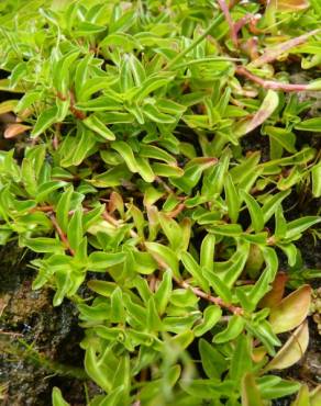 Fotografia 11 da espécie Ludwigia palustris no Jardim Botânico UTAD