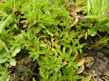 Fotografia da espécie Ludwigia palustris