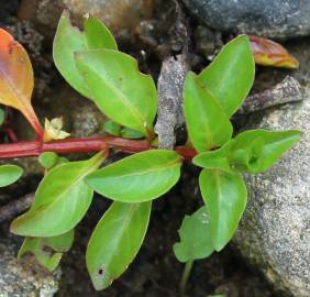 Fotografia da espécie Ludwigia palustris