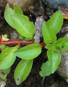 Fotografia 12 da espécie Ludwigia palustris no Jardim Botânico UTAD