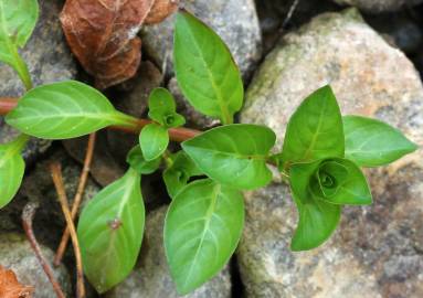 Fotografia da espécie Ludwigia palustris