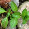 Fotografia 13 da espécie Ludwigia palustris do Jardim Botânico UTAD