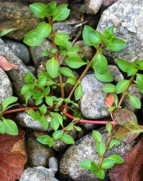 Fotografia 14 da espécie Ludwigia palustris no Jardim Botânico UTAD