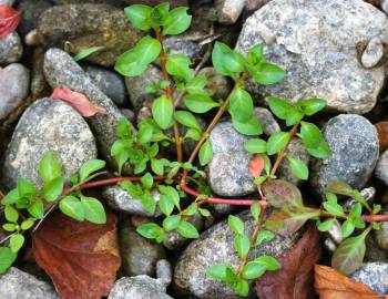 Fotografia da espécie Ludwigia palustris