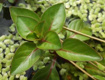 Fotografia da espécie Ludwigia palustris