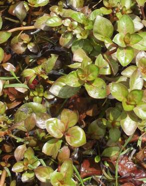 Fotografia 19 da espécie Ludwigia palustris no Jardim Botânico UTAD