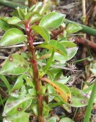 Ludwigia palustris