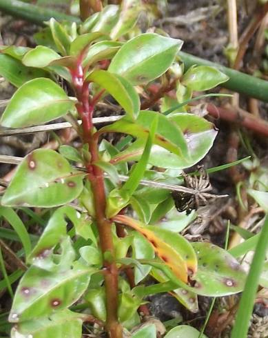 Fotografia de capa Ludwigia palustris - do Jardim Botânico