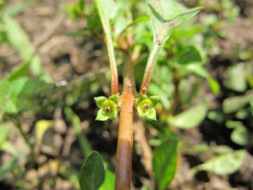 Fotografia da espécie Ludwigia palustris