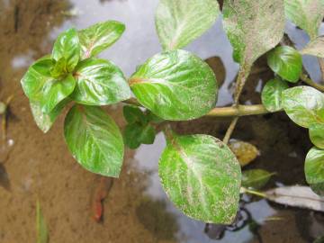 Fotografia da espécie Ludwigia palustris