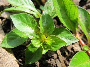 Fotografia da espécie Ludwigia palustris