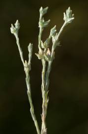 Fotografia da espécie Logfia minima