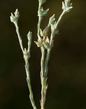 Fotografia 10 da espécie Logfia minima no Jardim Botânico UTAD