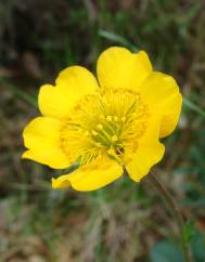 Geum sylvaticum