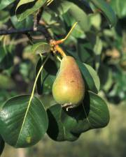 Fotografia da espécie Pyrus bourgaeana