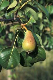 Fotografia da espécie Pyrus bourgaeana