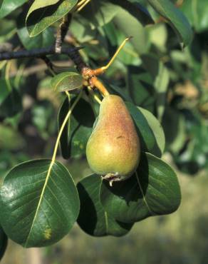 Fotografia 1 da espécie Pyrus bourgaeana no Jardim Botânico UTAD