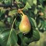 Fotografia 1 da espécie Pyrus bourgaeana do Jardim Botânico UTAD