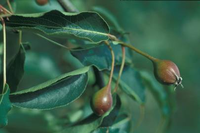 Fotografia da espécie Pyrus bourgaeana