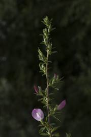 Fotografia da espécie Ononis spinosa subesp. spinosa