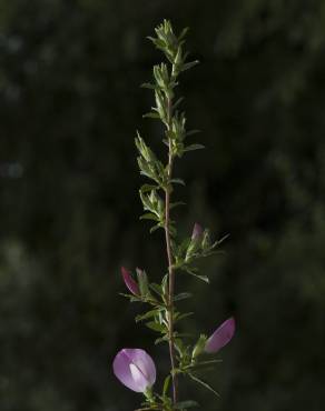 Fotografia 15 da espécie Ononis spinosa subesp. spinosa no Jardim Botânico UTAD