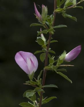 Fotografia 16 da espécie Ononis spinosa subesp. spinosa no Jardim Botânico UTAD