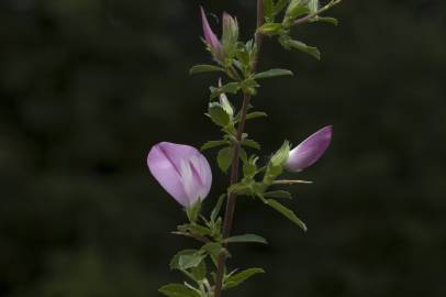 Fotografia da espécie Ononis spinosa subesp. spinosa