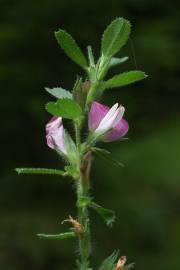 Fotografia da espécie Ononis spinosa subesp. spinosa