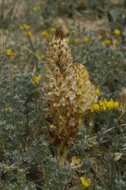 Fotografia da espécie Orobanche densiflora