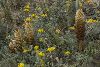 Fotografia da espécie Orobanche densiflora