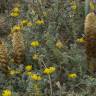 Fotografia 3 da espécie Orobanche densiflora do Jardim Botânico UTAD