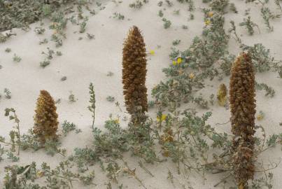 Fotografia da espécie Orobanche densiflora