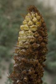 Fotografia da espécie Orobanche densiflora