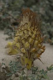 Fotografia da espécie Orobanche densiflora