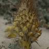 Fotografia 9 da espécie Orobanche densiflora do Jardim Botânico UTAD