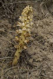 Fotografia da espécie Orobanche densiflora