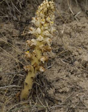 Fotografia 10 da espécie Orobanche densiflora no Jardim Botânico UTAD