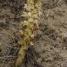 Fotografia 10 da espécie Orobanche densiflora do Jardim Botânico UTAD