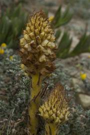 Fotografia da espécie Orobanche densiflora