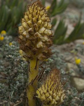 Fotografia 11 da espécie Orobanche densiflora no Jardim Botânico UTAD