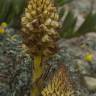 Fotografia 11 da espécie Orobanche densiflora do Jardim Botânico UTAD