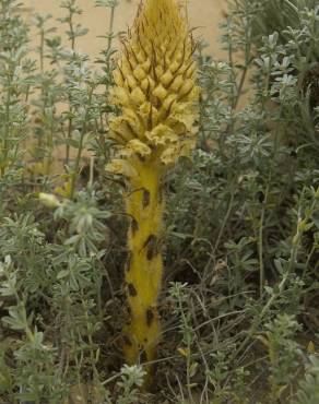 Fotografia 12 da espécie Orobanche densiflora no Jardim Botânico UTAD