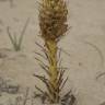 Fotografia 14 da espécie Orobanche densiflora do Jardim Botânico UTAD