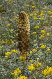 Fotografia da espécie Orobanche densiflora