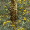 Fotografia 15 da espécie Orobanche densiflora do Jardim Botânico UTAD