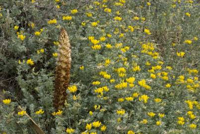 Fotografia da espécie Orobanche densiflora