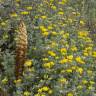 Fotografia 16 da espécie Orobanche densiflora do Jardim Botânico UTAD