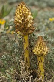 Fotografia da espécie Orobanche densiflora